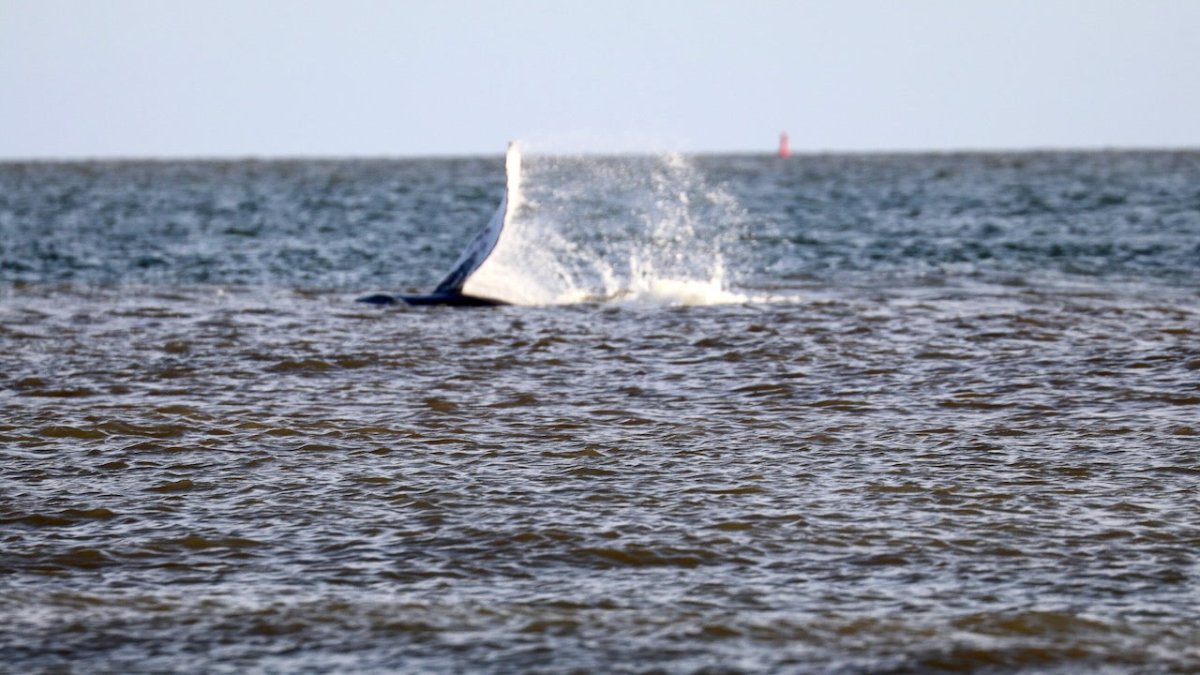 Buckelwal schaut sich nächste deutsche Nordseeinsel an - Ankerherz Verlag