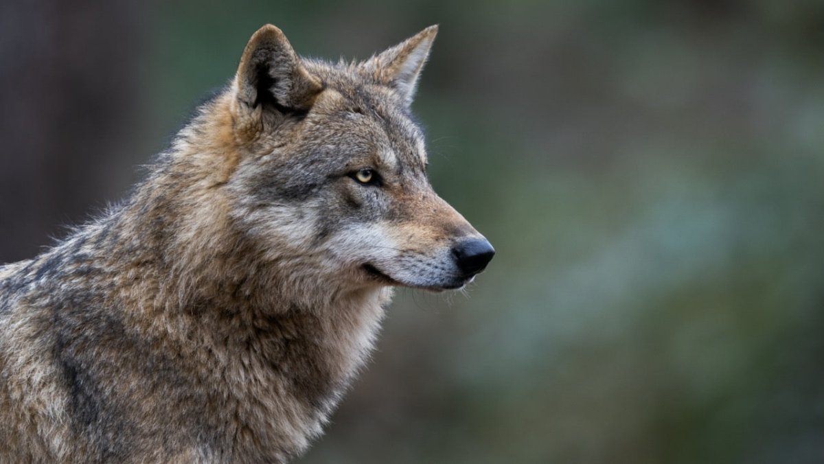 Erster Wolf auf Nordseeinsel Norderney gesichtet - Ankerherz Verlag
