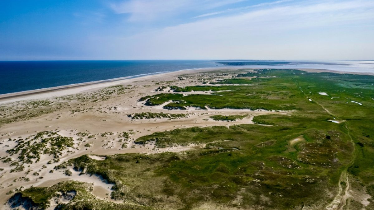Neues vom Wolf auf Norderney – er ist noch immer auf der Insel - Ankerherz Verlag