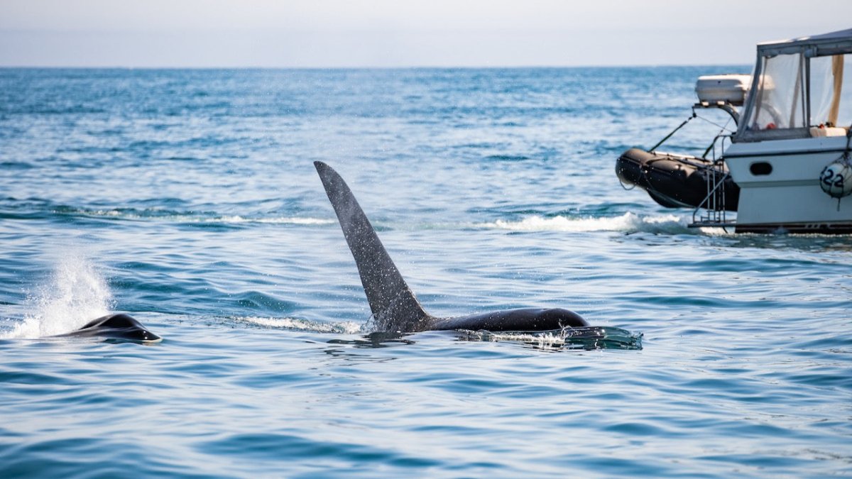 Orcas versenken 15 Meter lange Jacht vor Gibraltar - Ankerherz Verlag