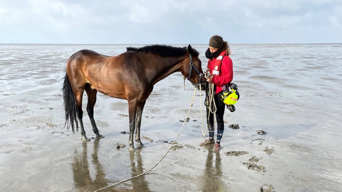 St. Peter-Ording: Retter holen Pferd aus dem Watt - Ankerherz Verlag